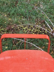 walnuts